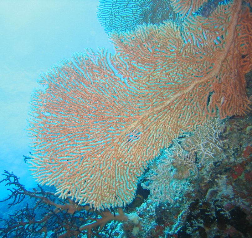 GORGONIANE